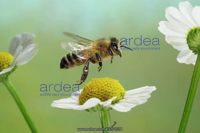 : Western honey bee (Apis mellifera) Honigbiene(Apis : Western honey bee (Apis mellifera) Honigbiene(Apis
