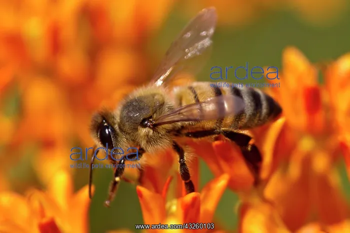 : Western Honey Bee (Apis mellifera) introduced species : Western Honey Bee (Apis mellifera) introduced species