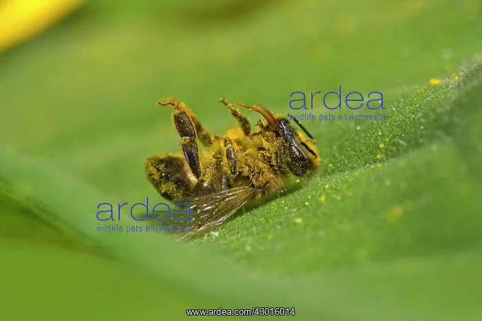 : Western Honey Bee dead lying on the leaf : Western Honey Bee dead lying on the leaf