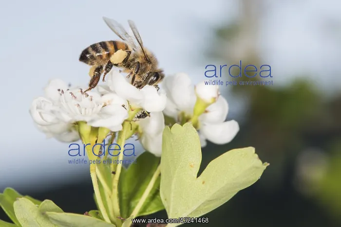 : Western honey bee or European honey bee (Apis mellifera) : Western honey bee or European honey bee (Apis mellifera)