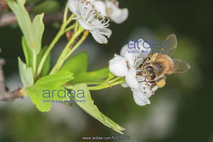 : Western honey bee or European honey bee (Apis mellifera) collecting pollen from flowers, Liguria, Italy : Western honey bee or European honey bee (Apis mellifera) collecting pollen from flowers, Liguria, Italy