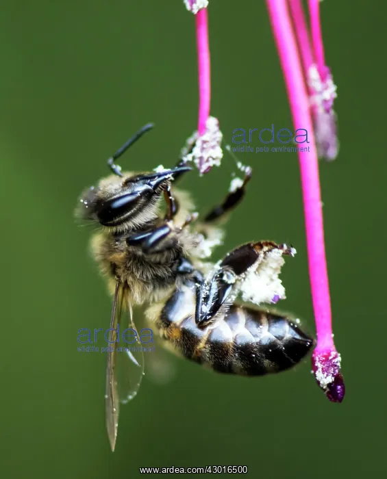 : Western Honey Bee feeding : Western Honey Bee feeding