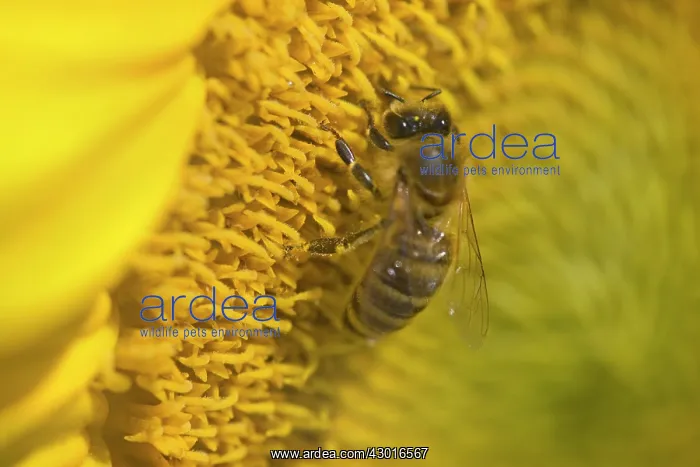 : Western Honey Bee on Sunflower (Helianthus annuus) Summer : Western Honey Bee on Sunflower (Helianthus annuus) Summer