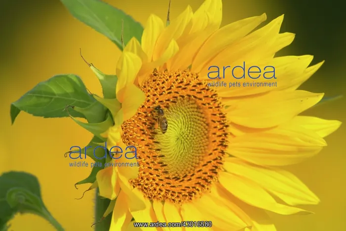  : Western Honey Bee on Sunflower (Helianthus annuus) Summer