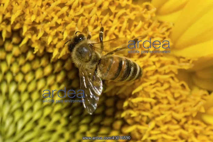  : Western Honey Bee on Sunflower (Helianthus annuus) Summer