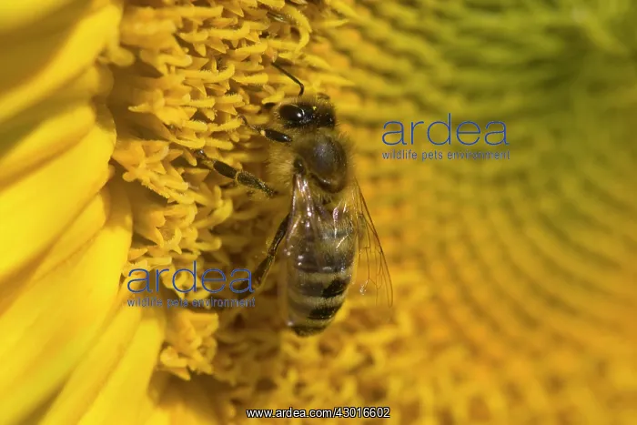 : Western Honey Bee on Sunflower (Helianthus annuus) Summer : Western Honey Bee on Sunflower (Helianthus annuus) Summer