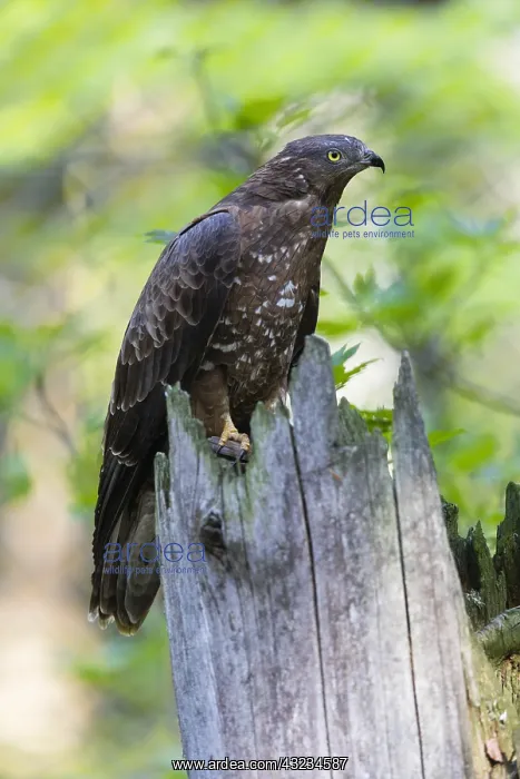 : Western Honey Buzzard - female perched on a branch, Germany : Western Honey Buzzard - female perched on a branch, Germany