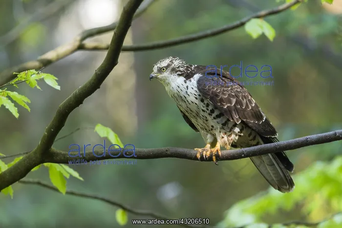 : Western Honey Buzzard - juvenile bird perched on : Western Honey Buzzard - juvenile bird perched on
