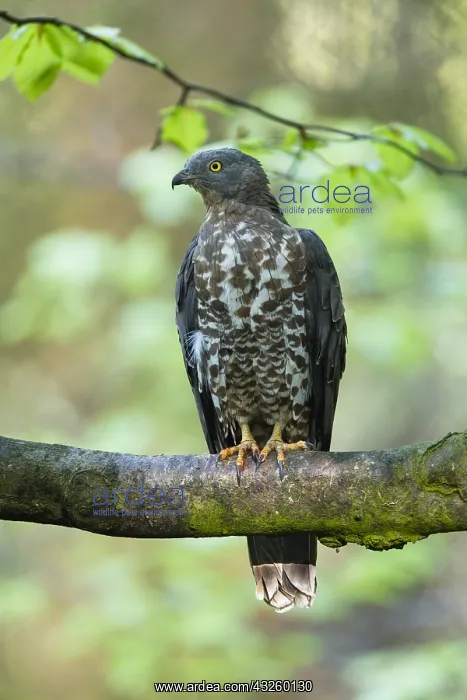 : Western Honey Buzzard - male perched on a branch, Germany : Western Honey Buzzard - male perched on a branch, Germany