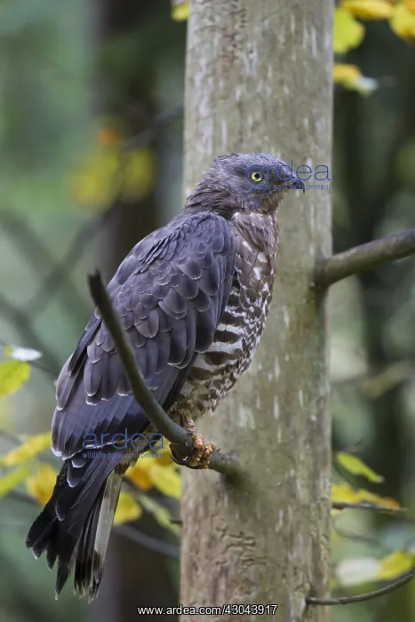  : Western Honey Buzzard - male perched on a branch - Germany