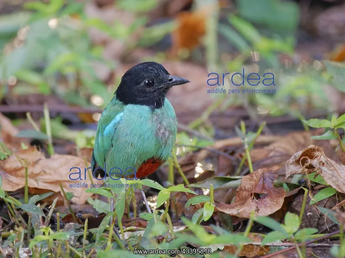 : Western Hooded Pitta Pitta sordida mulleri Sabah : Western Hooded Pitta Pitta sordida mulleri Sabah