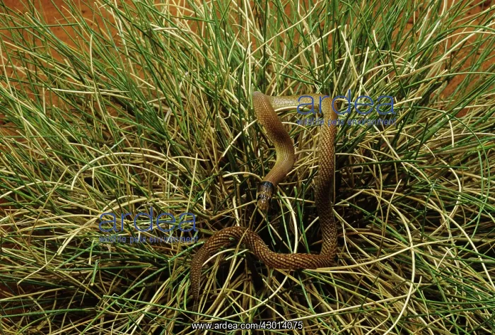 : Western hooded Scaly-foot Lizard - legless : Western hooded Scaly-foot Lizard - legless