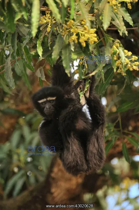 : Western Hoolock Gibbon : Western Hoolock Gibbon