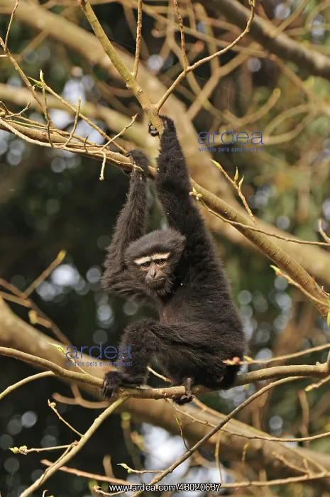 : Western Hoolock Gibbon : Western Hoolock Gibbon