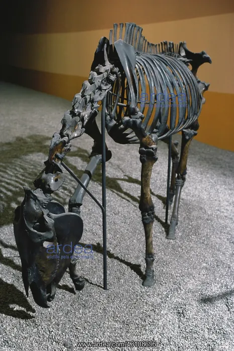 : Western Horse : Western Horse