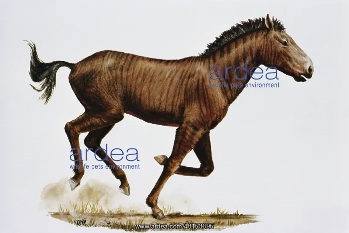: Western Horse : Western Horse
