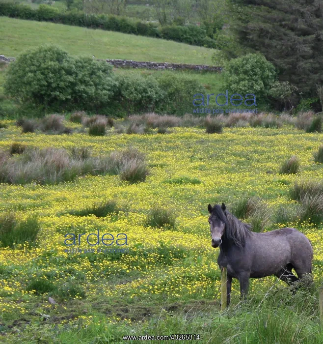  : In Western Ireland, a horse stands in a bright