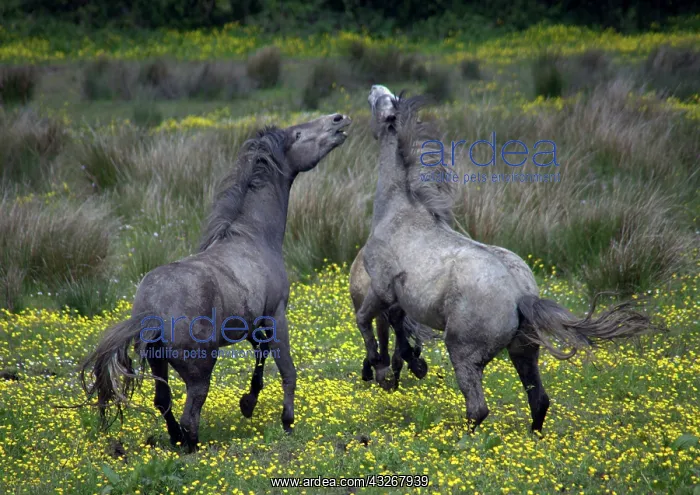 : Western Ireland, two horses buck and play : Western Ireland, two horses buck and play