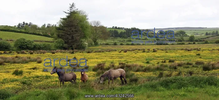 : In Western Ireland, three horses with long : In Western Ireland, three horses with long