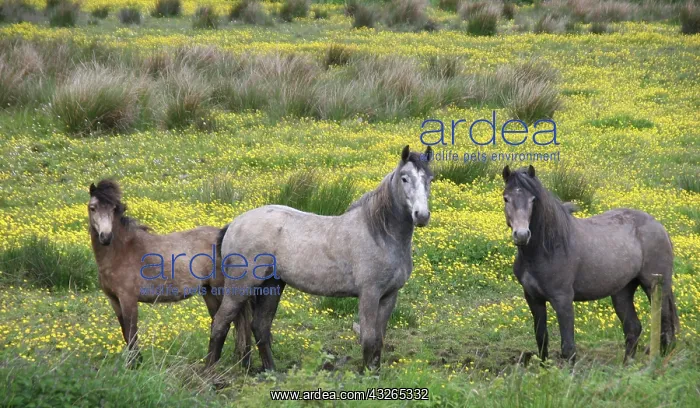 : In Western Ireland, three horses with long : In Western Ireland, three horses with long