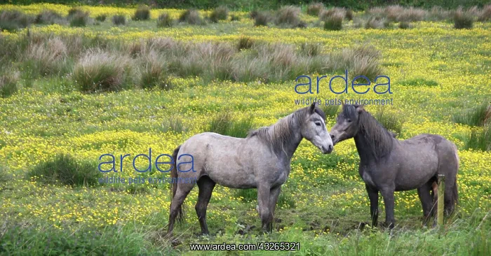 : In Western Ireland, two horses nuzzle in : In Western Ireland, two horses nuzzle in