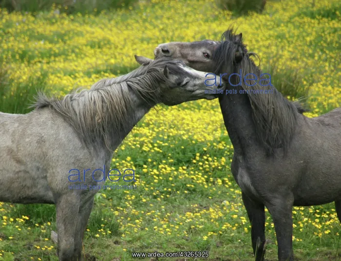 : In Western Ireland, two horses nuzzle in : In Western Ireland, two horses nuzzle in