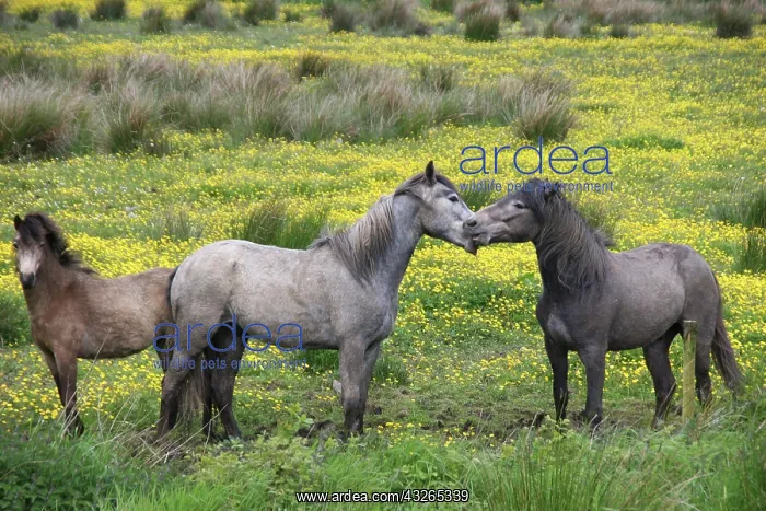 : In Western Ireland, three horses play in : In Western Ireland, three horses play in