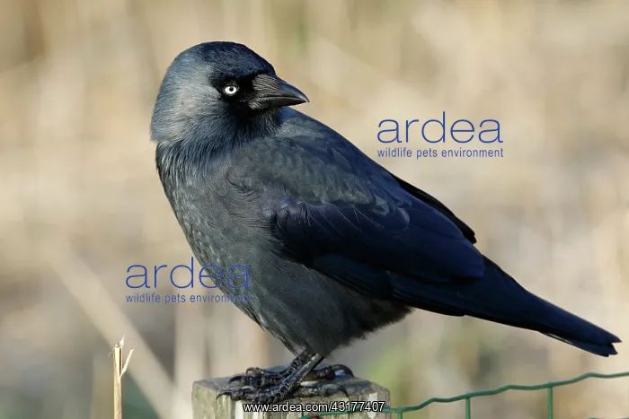 : Western Jackdaw : Western Jackdaw