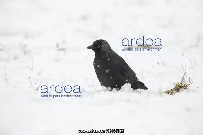: Western Jackdaw : Western Jackdaw
