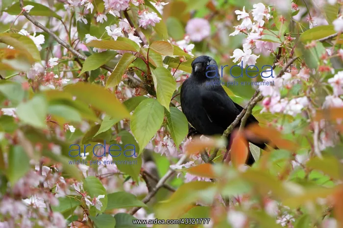 : Western Jackdaw : Western Jackdaw