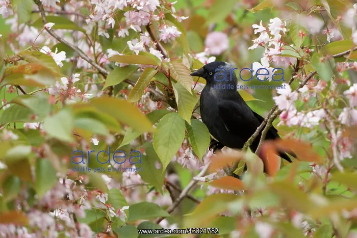 : Western Jackdaw : Western Jackdaw