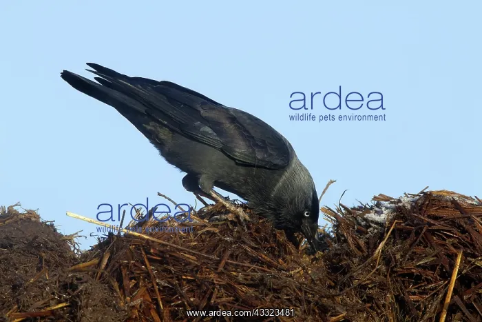 : Western Jackdaw : Western Jackdaw