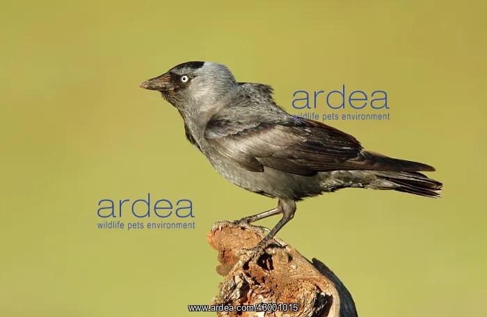 : Western Jackdaw adult perched on branch : Western Jackdaw adult perched on branch