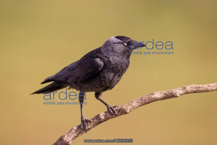 : Western jackdaw (Corvus monedula), on branch, El : Western jackdaw (Corvus monedula), on branch, El