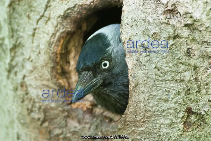 : Western jackdaw (Corvus monedula) looking out of : Western jackdaw (Corvus monedula) looking out of