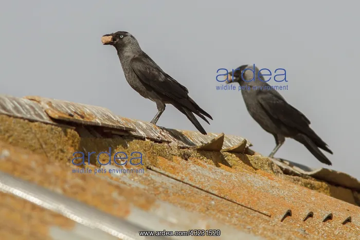 : Western Jackdaw pair with stones on beak Castile-La : Western Jackdaw pair with stones on beak Castile-La