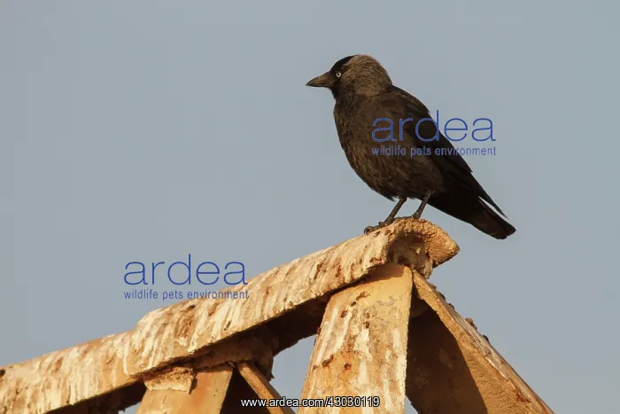 : Western Jackdaw perched on roof Castile-La Mancha : Western Jackdaw perched on roof Castile-La Mancha