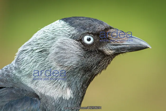 : Western Jackdaw - portrait - England, UK. Western : Western Jackdaw - portrait - England, UK. Western
