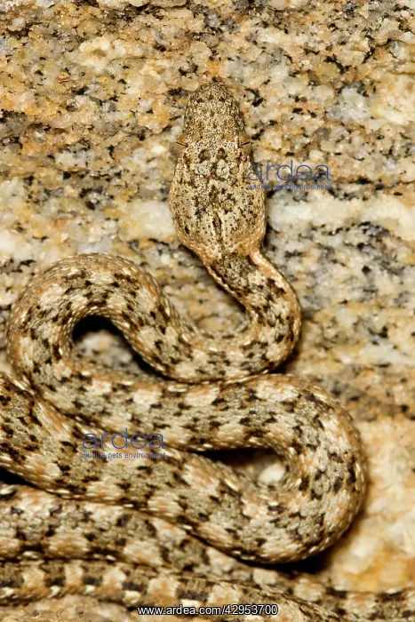  : Western Keeled Snake