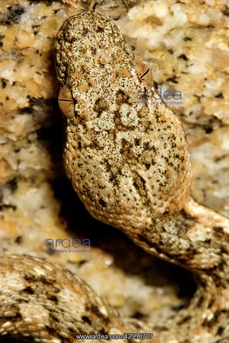 : Western Keeled Snake - close up of the head : Western Keeled Snake - close up of the head