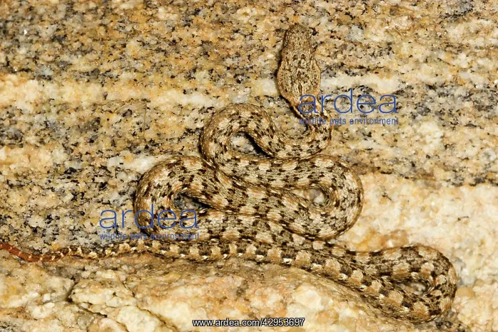 : Western Keeled Snake - Close up showing full body : Western Keeled Snake - Close up showing full body
