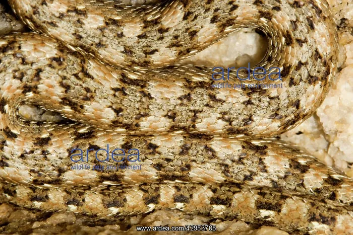 : Western Keeled Snake - close up showing the patterning : Western Keeled Snake - close up showing the patterning