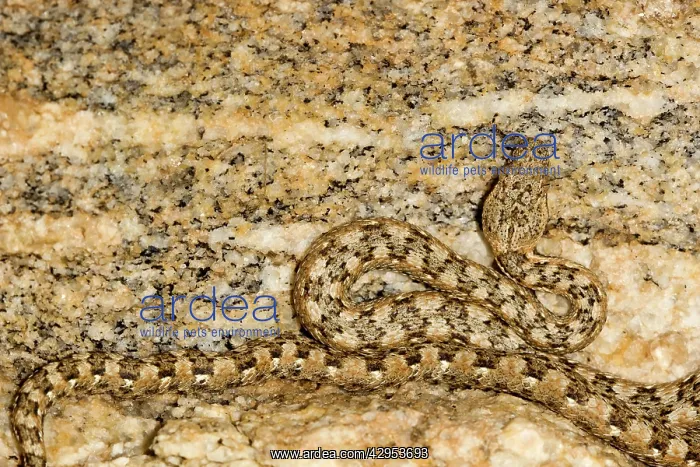 : Western Keeled Snake - Close ups of the head and : Western Keeled Snake - Close ups of the head and