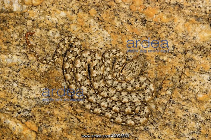 : Western Keeled Snake - Lying coiled against a rock face : Western Keeled Snake - Lying coiled against a rock face