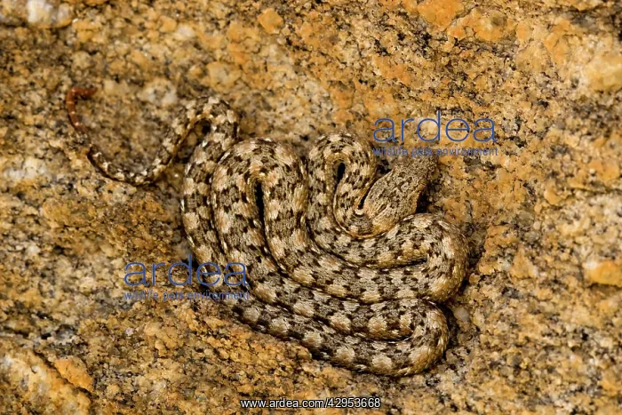 : Western Keeled Snake - Lying coiled against a rock face : Western Keeled Snake - Lying coiled against a rock face