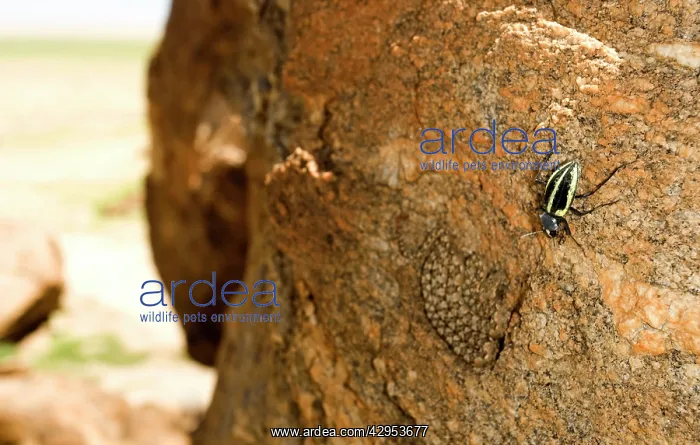 : Western Keeled Snake - lying on a vertical rock : Western Keeled Snake - lying on a vertical rock