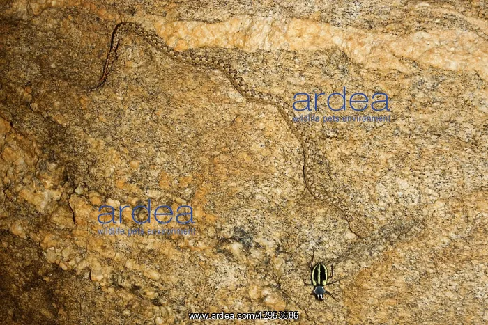 : Western Keeled Snake - moving along a vertical : Western Keeled Snake - moving along a vertical