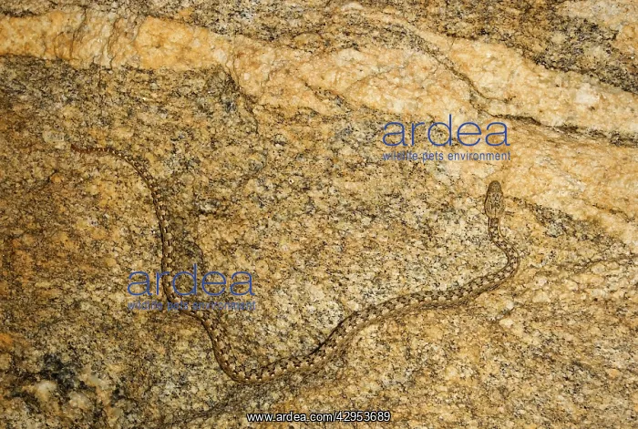 : Western Keeled Snake - moving along a vertical rock face : Western Keeled Snake - moving along a vertical rock face