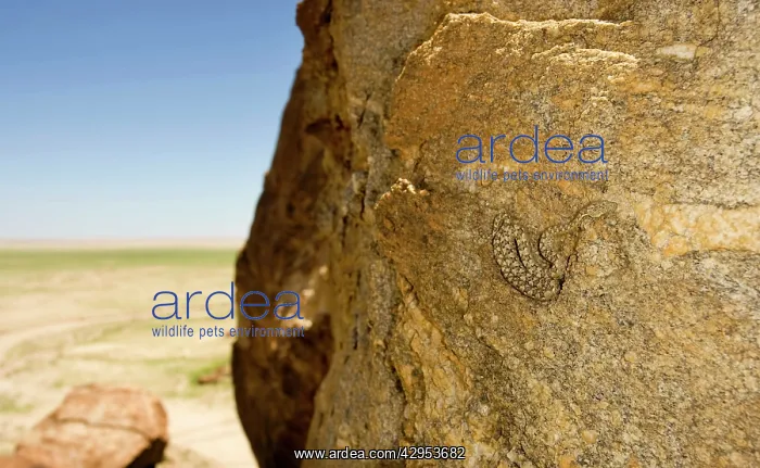: Western Keeled Snake - on a near vertical rock : Western Keeled Snake - on a near vertical rock