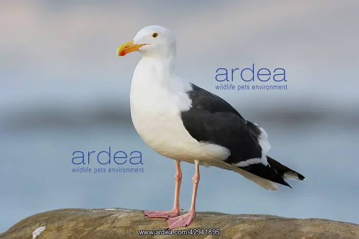 : Western / Kelp Gull : Western / Kelp Gull
